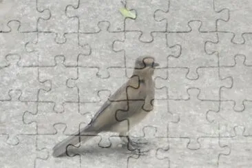 Mirla jigsaw puzzle