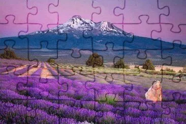 champ de lavandes jigsaw puzzle