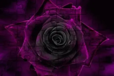 fleurs: roses jigsaw puzzle