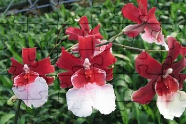 orquidea