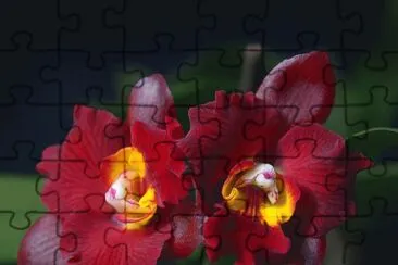 orquidea