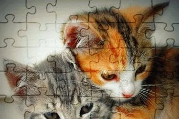 chatons jigsaw puzzle