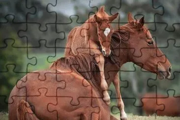 chevaux jigsaw puzzle