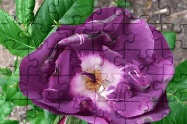 Rhapsody-Blue-Rose
