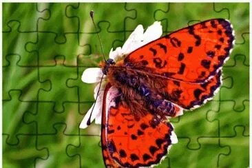 papillon