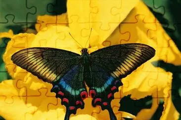 פאזל של papillon
