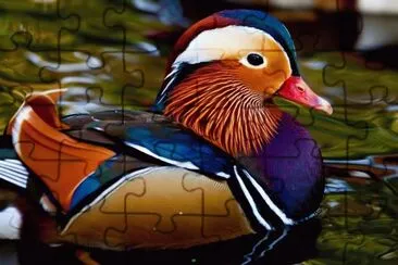DaniCosta jigsaw puzzle