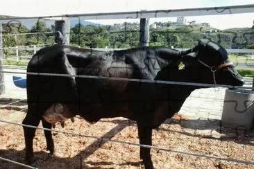 פאזל של Vaca Leitera