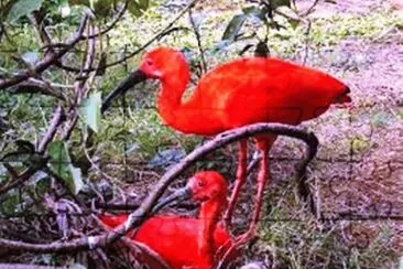 Casal de Ibis jigsaw puzzle
