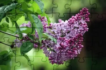 lilas