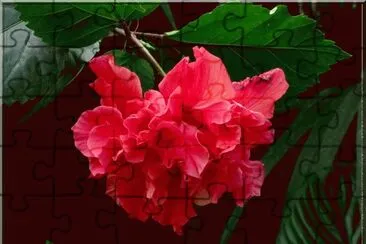 fleurs: hibiscus jigsaw puzzle