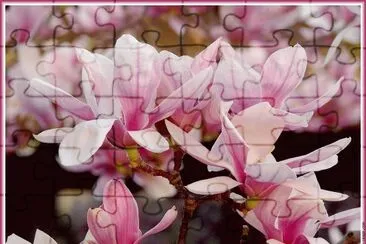 fleurs: magnolia jigsaw puzzle