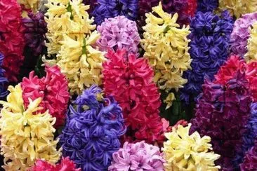 fleurs: jacynthes
