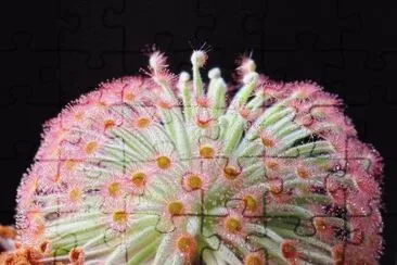 fleurs jigsaw puzzle