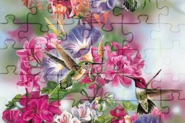 Colibris