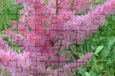 astilbe