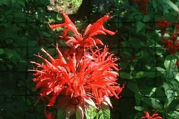 monarde jigsaw puzzle