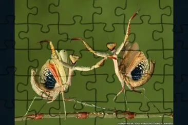 DANZA DE LA MANTIS RELIGIOSA. jigsaw puzzle