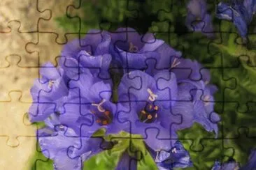fleur