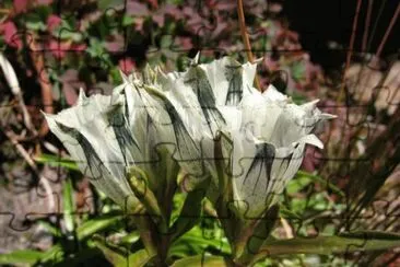 fleur jigsaw puzzle