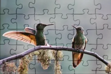 COLIBRÃ CHUPASAVIA. jigsaw puzzle