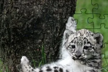 leopard
