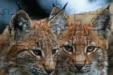 linx