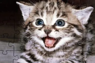 chaton