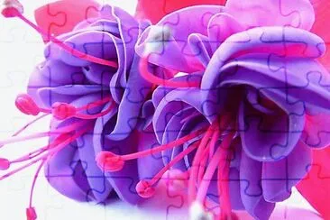 Fuschia
