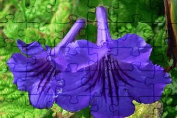 streptocarpus jigsaw puzzle