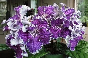 streptocarpus jigsaw puzzle
