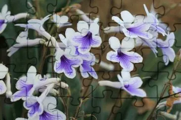 streptocarpus jigsaw puzzle