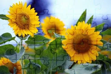girasoles