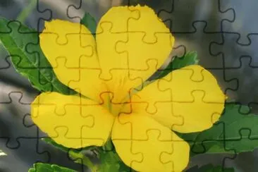 é»ƒèŠ± jigsaw puzzle