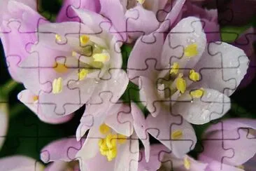 allium jigsaw puzzle