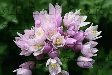 allium jigsaw puzzle