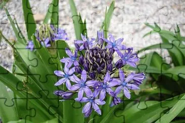 scille jigsaw puzzle