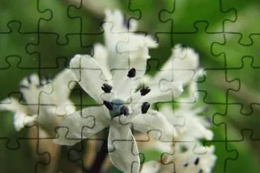 bellevalia romana jigsaw puzzle