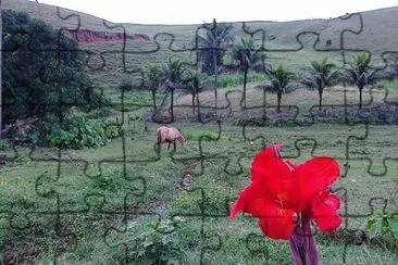 campo jigsaw puzzle