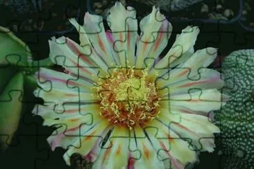 flor