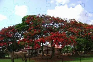ipÃª
