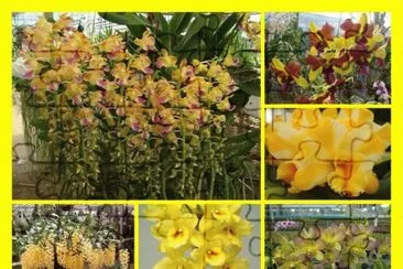 orquÃ­deas jigsaw puzzle