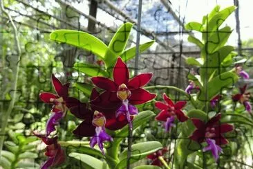 orquÃ­dea