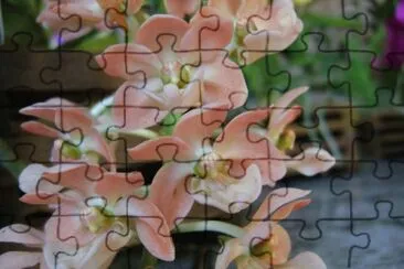 orquÃ­dea