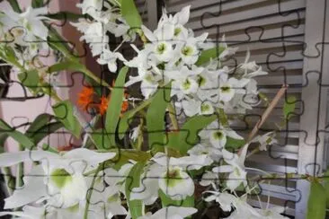 orquideas