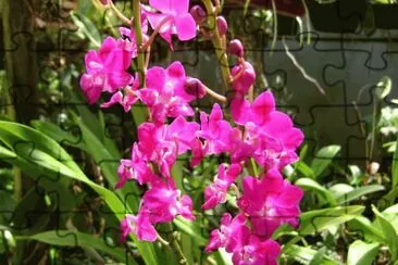 orquidea jigsaw puzzle