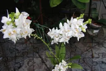 orquidea jigsaw puzzle