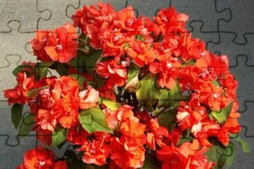 impatiens jigsaw puzzle