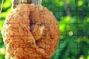 - joÃ£o de barro.... jigsaw puzzle