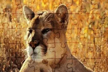 - lindooo jigsaw puzzle